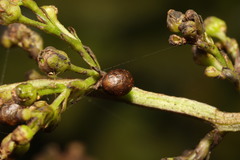 Cionus scrophulariae