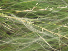 Stipa lessingiana