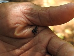Eleutherodactylus iberia