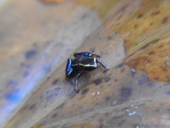 Eleutherodactylus iberia