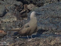 Anous stolidus galapagensis