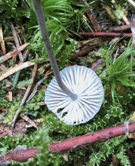 Mycena sanguinolenta