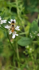 Sphaerophoria rueppellii