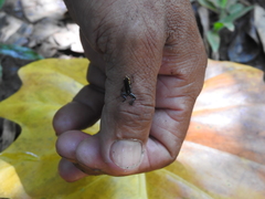 Eleutherodactylus iberia