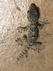 Tarentola mauritanica