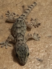 Tarentola mauritanica