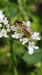 Sphaerophoria rueppellii