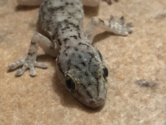 Tarentola mauritanica