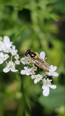 Sphaerophoria rueppellii