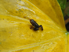 Eleutherodactylus iberia