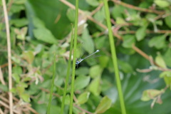 Lestes sponsa
