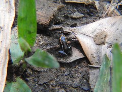Eleutherodactylus iberia