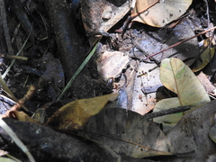 Eleutherodactylus iberia