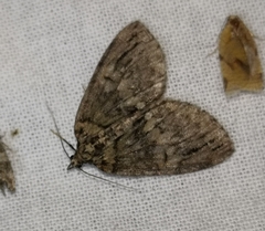 Hydriomena impluviata