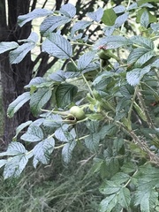 Rosa rugosa