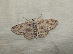 Ascotis reciprocaria