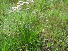 Allium stellerianum