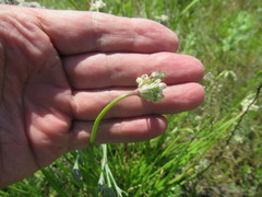 Allium stellerianum