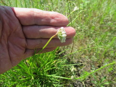 Allium stellerianum