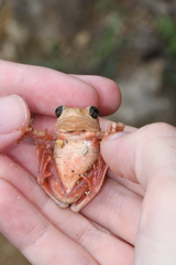 Hyperolius parallelus