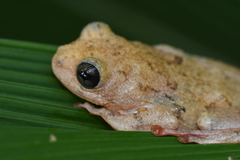 Hyperolius parallelus