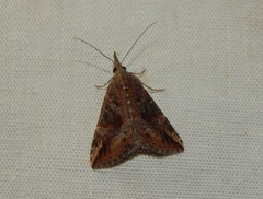Hypena obsitalis