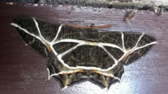 Mesastrape fulguraria