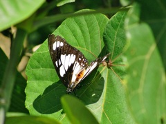 Charaxes wakefieldi