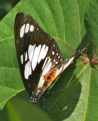 Charaxes wakefieldi