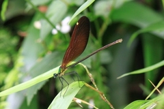 Matrona cyanoptera