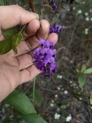 Hardenbergia