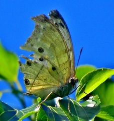 Protogoniomorpha parhassus