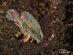 Butorides striata sundevalli