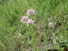 Allium splendens