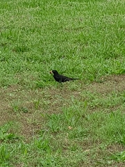 Turdus merula