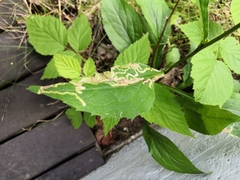 Phytomyza virgaureae