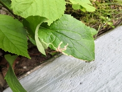 Phytomyza virgaureae