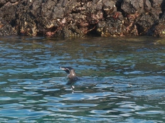 Spheniscus mendiculus