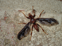 Pyrgota undata