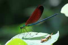 Matrona cyanoptera