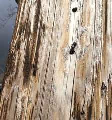 Osmia lignaria propinqua
