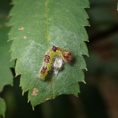 Acronicta strigosa