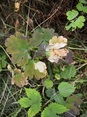 Phytomyza aquilegiae