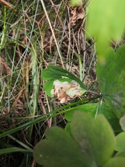 Phytomyza aquilegiae