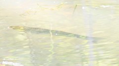 Ctenopharyngodon idella