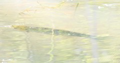 Ctenopharyngodon idella