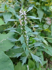 Leonurus quinquelobatus