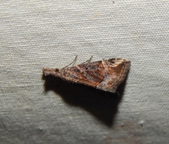 Hypena obsitalis