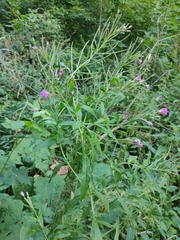 Epilobium hirsutum