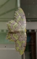 Paramaxates posterecta